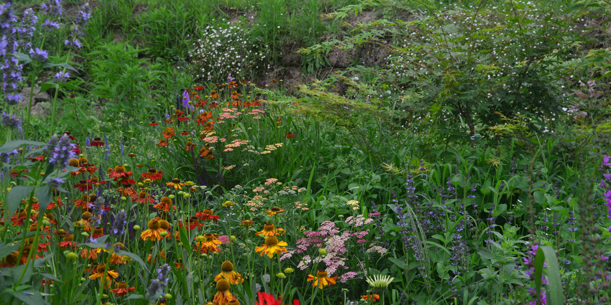 IL GIARDINO SPERIMENTALE DI GREZZANO-PIAN DELLE ROSE
